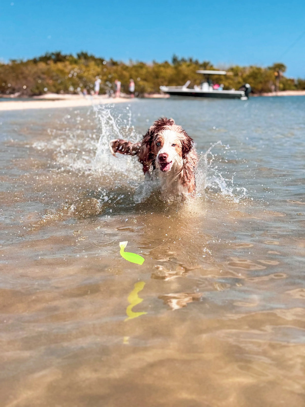 Cuda the dog on the beach