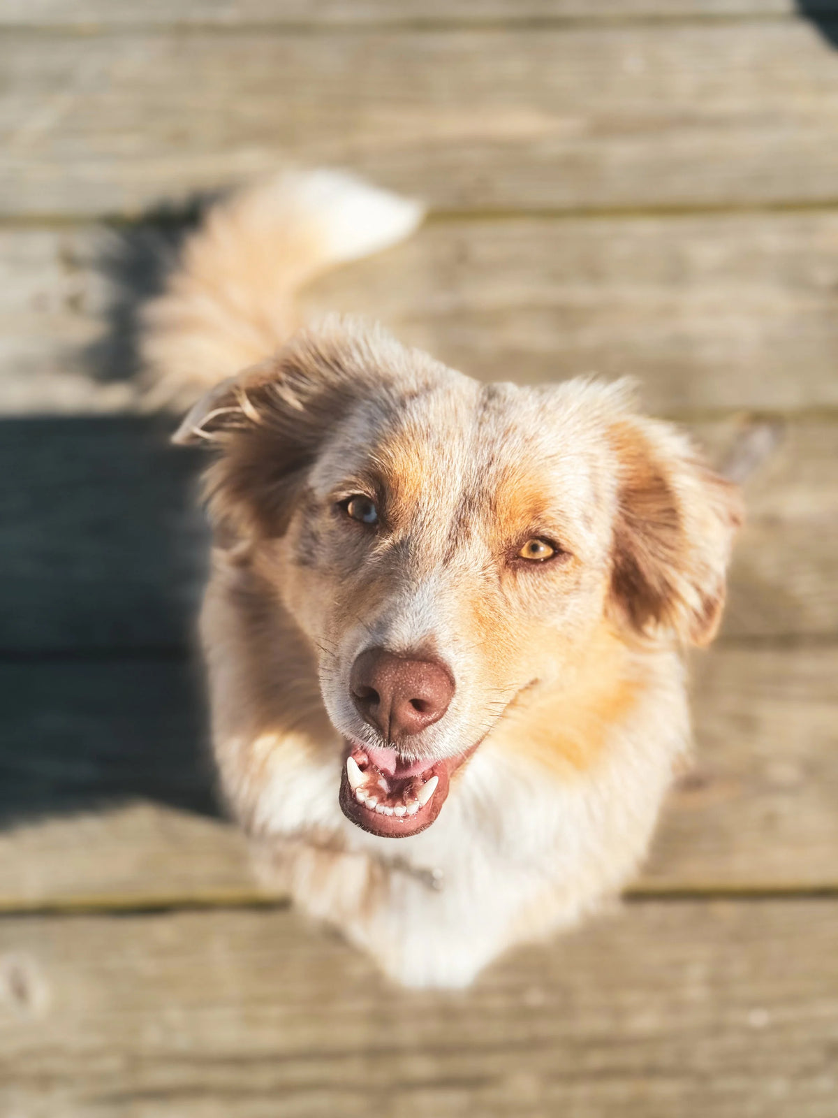 Mango the dog